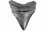 Fossil Megalodon Tooth - South Carolina #153829-2